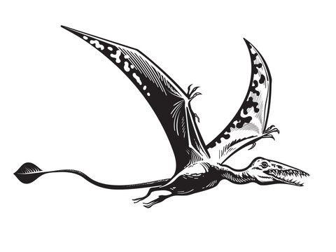 Flying pterodactyl.