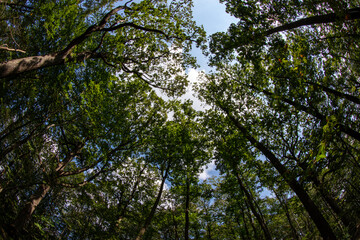 Fototapeta premium Bois de Gonards - Yvelines - Ile-de-France - France