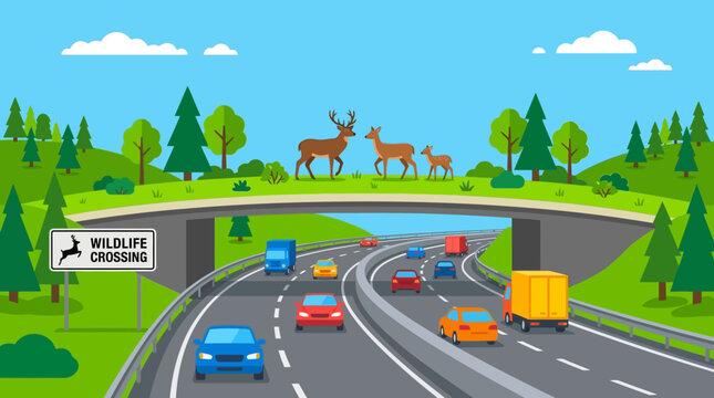 Deer family standing peacefully on a green wildlife overpass bridge above a busy highway with many colorful driving passenger cars