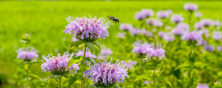 明るい緑の野原に咲く薄紫色のモナルダの花と蜜を吸いに飛来するミツバチ。初夏の自然の生命力を感じるクローズアップ写真。