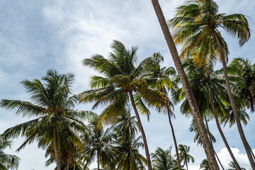 Obraz premium Praia de Riacho - Costa dos Corais - Alagoas