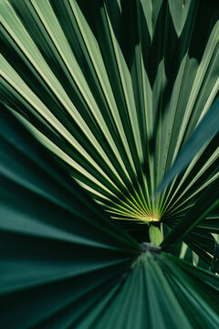 Tropical palm leaf with deep emerald and navy blue tones