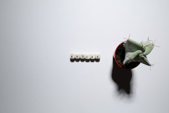 Minimal cactus flat lay with word ENDURE on white background, symbolizing strength, resilience, and the ability to withstand hardship.