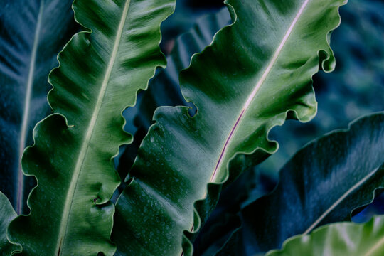 Bird's Nest Fern with wavy leaf edges, Moody deep emerald and navy blue tones natural textures.