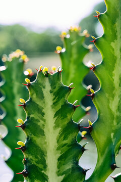 Vibrant green cactus texture, Euphorbia lactea (Dragon Bones) with sharp red spines under warm sunlight.