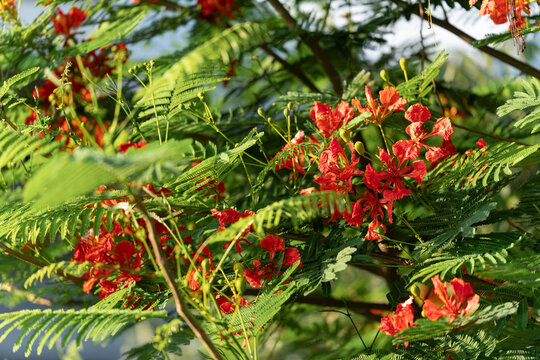 Beautiful flowers blooming in bright sunlight, Vibrant orange-red blossoms with lush green foliage background.