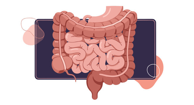 Detailed medical illustration shows the human large and small intestines positioned in the abdominal cavity for biology and health study.