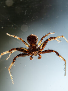 Tiny brown spider hangs in delicate web against soft blue backdrop