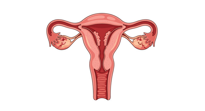 Detailed medical illustration of the female reproductive system including the uterus ovaries and fallopian tubes for healthcare education.