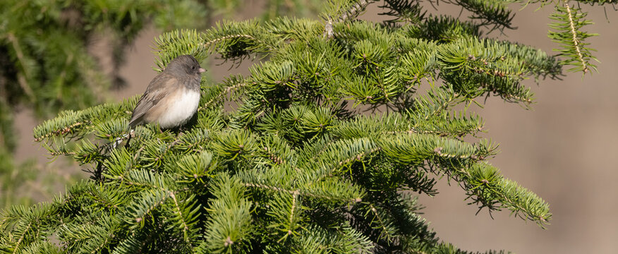 Dark-eyed Junco Sparrow in a spruce tree in spring in Ontario