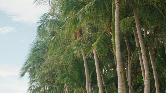Tall palm trunks and canopy swaying gently over sandy shoreline, coconut clusters peeking through green fronds, soft morning light filtering through leaves, calm tropical retreat atmosphere ideal