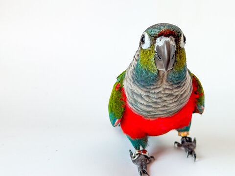 Crimson bellied conure parrot on the white background