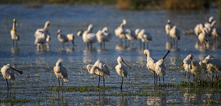 Two neat rows of spoonbills feeding in calm wetland water