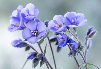 Wielosił błękitny (Polemonium caeruleum) – zbliżenie na kwitnące kwiatostany. © mycatherina