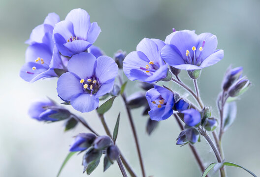 Wielosił błękitny (Polemonium caeruleum) &ndash; zbliżenie na kwitnące kwiatostany.