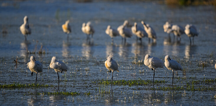 Two aligned rows of spoonbills in soft wetland light