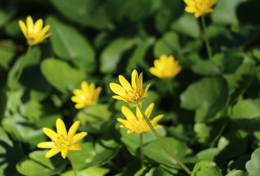 Ficaria verna, a spring flower, blooming in a meadow