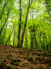 Obraz premium Lush green beech forest landscape with mossy rocks, natural woodland in spring
