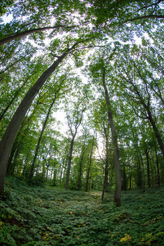 Details of trees in a forest in summertime  - Chevreuse - Ile-de-France - France
