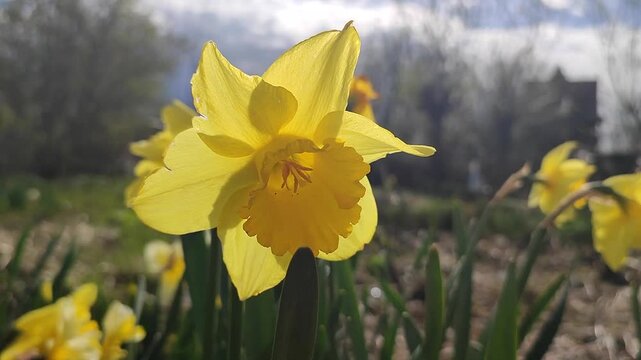 Blooming flower. Blooming yellow daffodil flower. Blossomed narcissus growing in ground on sunny spring day. Flower inflorescence with petals and green leaves. Flowerbed. Growing varietal flowers
