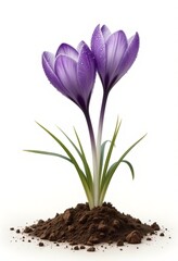 Obraz premium Delicate violet crocus flowers blooming from earth