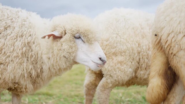 A merino sheep with thick wool stands in a green pasture, representing the livestock industry and sustainable agriculture for textile production.