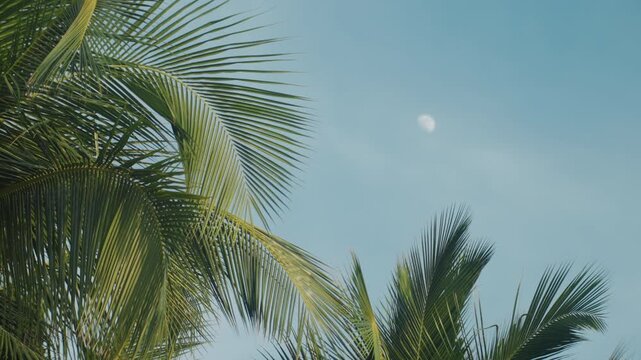 Palm trees under blue sky moon, serene tropical dusk with gentle breeze and golden light filtering through fronds, drone perspective over resort canopy, tranquil mood for vacation and relaxation