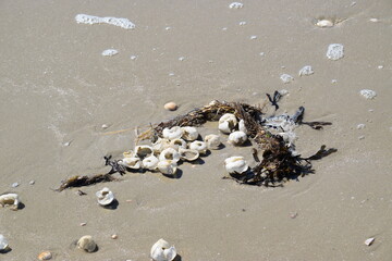 Strandszenen auf der Nordseeinsel Römö April 2026 © plopart