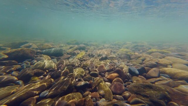 shallow mountain stream biotope, turbulent clearwater flow, green algae grow on polished pebble, organic silt sediment underwater aquascape, dwarf fish shoal, Uzh river in Uzhhorod documentary footage