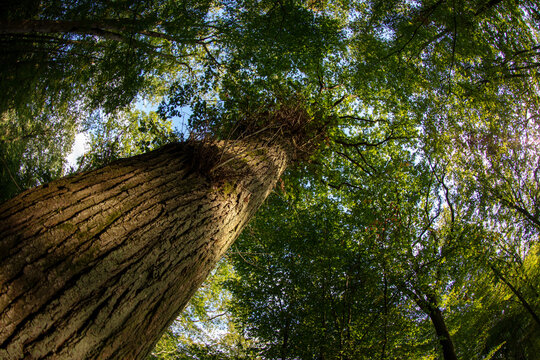 Details of trees in a forest in summertime  - Chevreuse - Ile-de-France - France