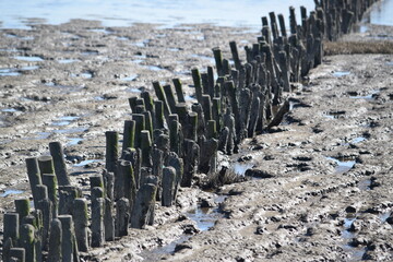 Strandszenen auf der Nordseeinsel Römö April 2026 © plopart
