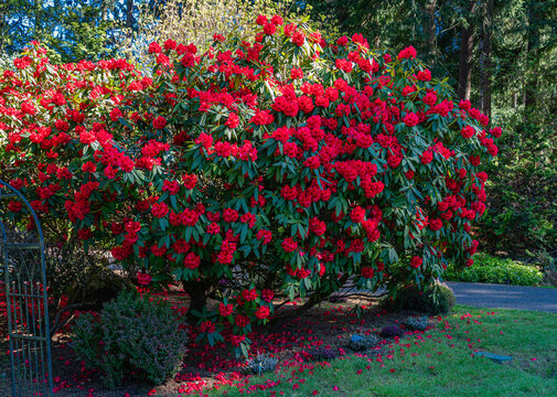 Deep Red Spring Flowers