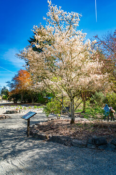 Seatac White Spriing Flowers