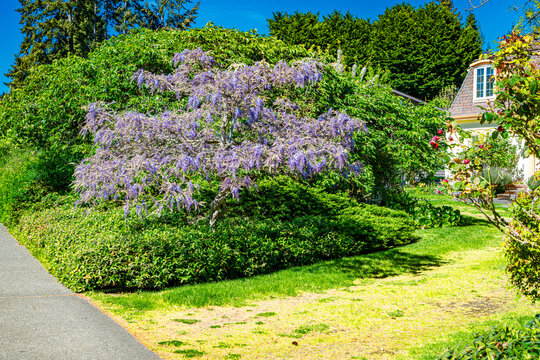 Yard Purple Flowers