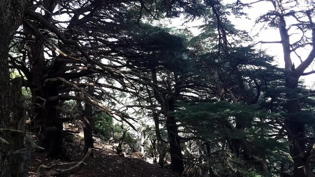 Step into an ancient Atlantic cedar grove where towering, weathered trunks rise from a carpet of needles and moss. Sunlight filters through the dense canopy, revealing twisting branches.