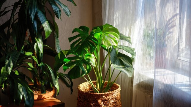 indoor green corner monstera and strelitzia near window sunlight shadows cozy apartment natural interior lifestyle plants composition soft light