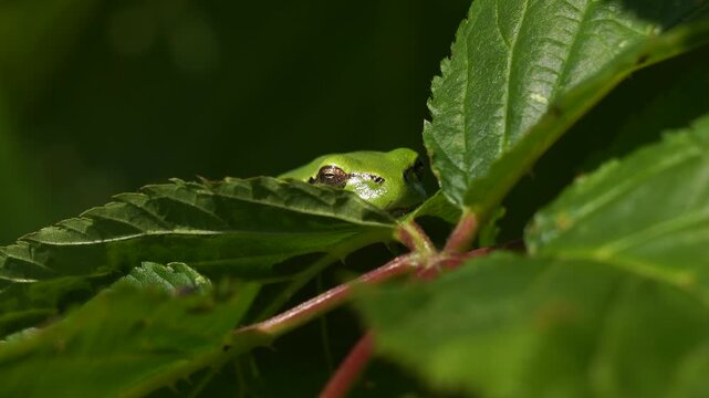 An adult European tree frog (Hyla arborea) resting on a alder leaf