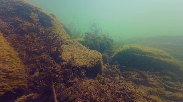 biotope streambed aquascape, algae cover granite stone riverbank, watermilfoil aquatic plant underwater, organic silt sediment, murky water turbulent flow, deep emptiness, river Uzh in Uzhhorod