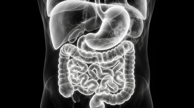A detailed X-ray imaging of the human digestive system showcasing the stomach, liver, intestines, and other internal organs from a front view.
