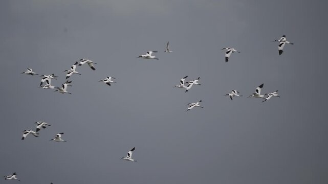 A group of pied avocets (Recurvirostra avosetta) and other wading birds flying through the air - slow motion
