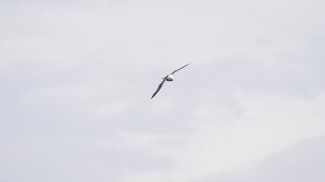An adult northern fulmar, Arctic fulmar, or simply fulmar (Fulmarus glacialis) flying above the sea - slow motion