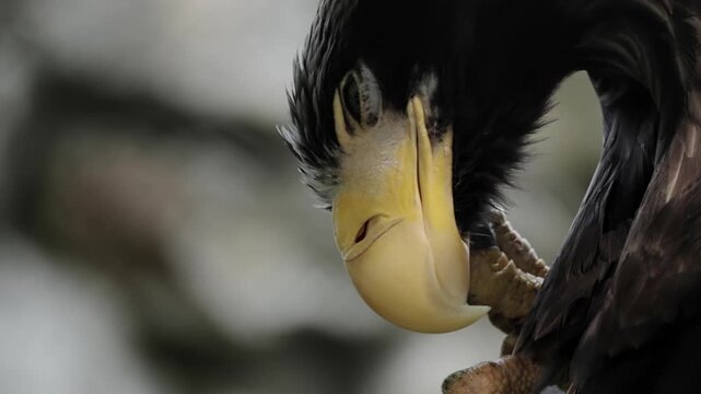 Giant wild stellar's sea eagle perched in a tree, looking around at it's surroundings. Closeup portrait looking at camera. Wildlife nature, wild birds, ornithology. Feathered predator, birdwatching.