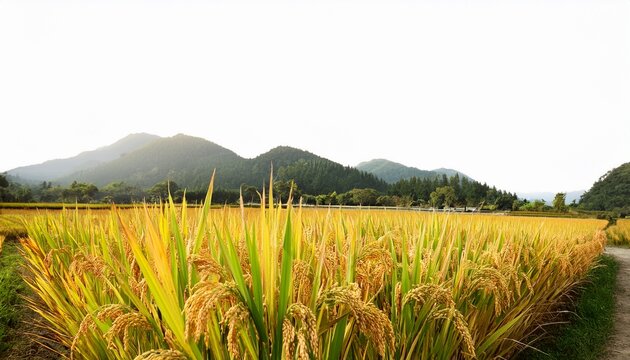 golden rice paddy field white background