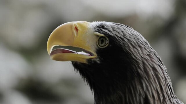 Giant wild stellar's sea eagle perched in a tree, looking around at it's surroundings. Closeup portrait looking at camera. Wildlife nature, wild birds, ornithology. Feathered predator, birdwatching.