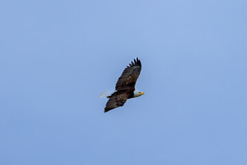 Fototapeta premium Bald eagle soaring through a clear blue sky at Minnekhada Regional Park Coquitlam Canada