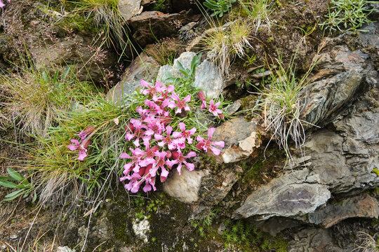 Closeup on the colorful pink flowers of the dwarf soapwort, Saponaria pumila also used as Skincare Ingredient