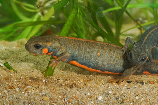 Closeup on an colorful aquatic gravid female Chinese Blue -tailed fire-bellied newt, Cynops cyanurus