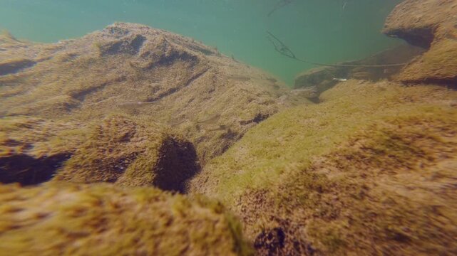 riverbank biotope aquascape, bitterling spawning coloration, gudgeon, brown trout parr fish, watermilfoil, algae on granite stone underwater, organic silt sediment, clear water, river Uzh in Uzhhorod