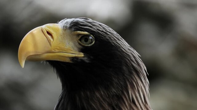Giant wild stellar's sea eagle perched in a tree, looking around at it's surroundings. Closeup portrait looking at camera. Wildlife nature, wild birds, ornithology. Feathered predator, birdwatching.