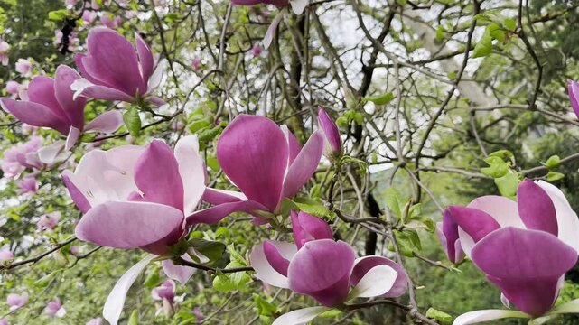 Beautiful purple magnolia flowers blooming on tree branches in spring. Elegant floral background with pink blossoms and green buds.